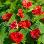 Fleurs - Capucine Cherry Rose - Graines d'Exception - face recto